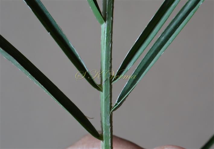  Bases of leaflets